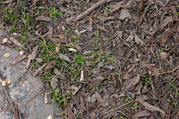Next to the concrete curb, young green grass is breaking through old leaves and other debris