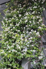 Star jasmine flowers on the wall