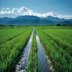 Serene Rice Field Landscape with Irrigation Ditches and Mountain View on Clear Blue Sky Day