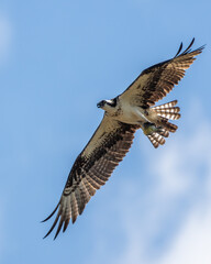 Osprey flying near nest