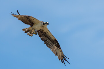 Osprey flying near nest