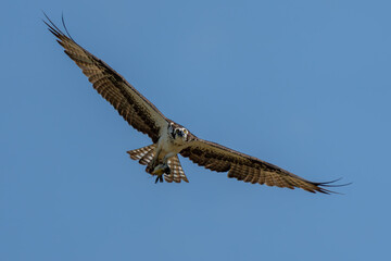 Osprey flying near nest