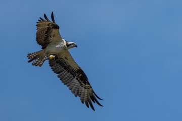 Osprey flying near nest