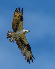 Osprey flying near nest