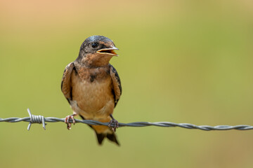 Barn swallow perched on barbed-wire fence