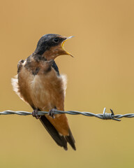 Barn swallow perched on barbed-wire fence