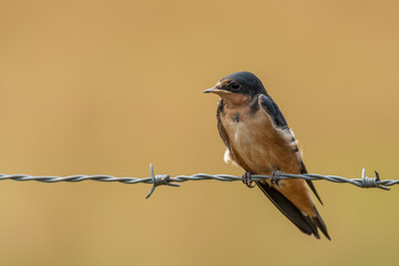 Barn swallow perched on barbed-wire fence