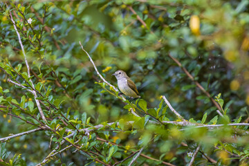 Andaman flowerpecker (Dicaeum virescens) at Andaman, India