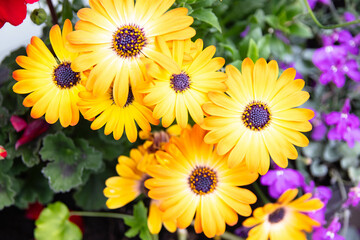 A bright cluster of yellow, summer flowers with dark brown centers. The petals show a gradient of color intensity, becoming brighter at the edges and darker near the center.Variety of garden flowers.