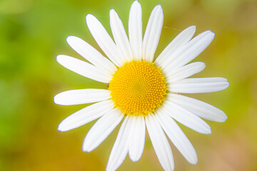 Obraz premium A close-up image of a daisy. The daisy has a bright yellow center consisting of small, tightly packed disk-shaped florets surrounded by long, outward spreading white petals.