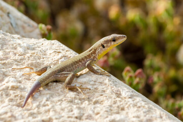 lizard on the rock