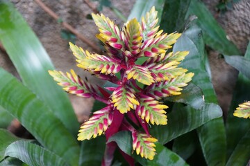 A mixed of red, yellow and green tiny flower of Aechmea Fantasia plant
