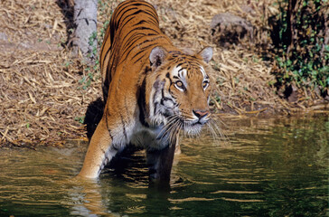 Royal Bengal Tiger