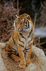 Sumatran tiger