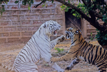 Copula white and yellow Bengal Tiger