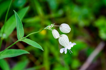 Silene vulgaris white flower, also known as bladder campion or maidenstears, macro view.