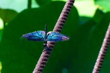 チョウトンボ © PINO