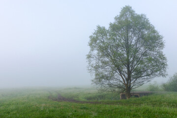 Tree in the fog in the morning at dawn, natural background.