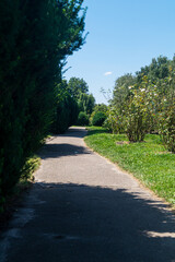 Asphalt path in the park. A path in the park among bushy plants