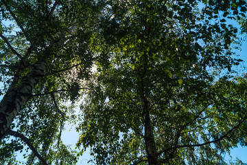 The sun's rays break through the leaves of a tree against the background of a blue sky