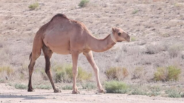 Camel Grazing In The Steppe