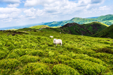 Sheep is standing on a hill with mountains in the background.