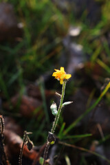 yellow flower in the forest