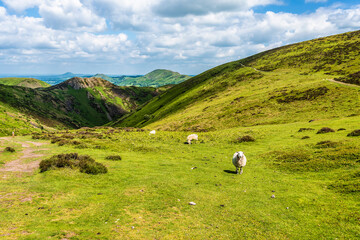 A few sheep are standing on a hill with mountains in the background.