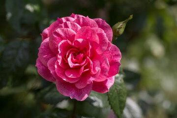 Rosa camelot - A pink climbing rose in full bloom