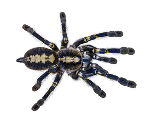 Spectacular male Poecilotheria metallica aka Peacock Tarantula. Top view, isolated cutout on a...