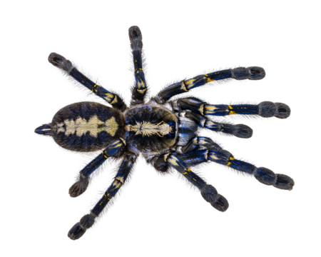 Spectacular male Poecilotheria metallica aka Peacock Tarantula. Top view, isolated cutout on a transparent background.
