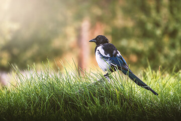 Eurasian magpie on a grass enjoying the sunrise (Norway)