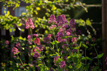 Centranthus ruber.Valeriana rubra, the red valerian, spur valerian, kiss-me-quick, fox's brush, devil's beard or Jupiter's beard, is a popular garden plant grown for its ornamental flowers.