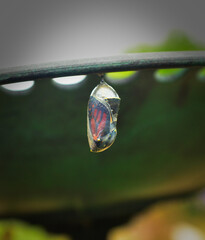 Monarch butterfly about to emerge from its chrysalis