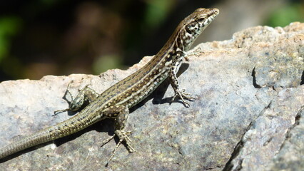 Lézard de Corse sur une pierre
