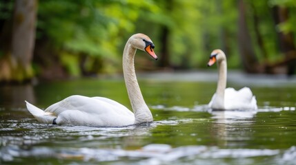 Obraz premium Two elegant swans gracefully glide through a serene forest stream, reflecting the peaceful beauty of nature in their calm surroundings.
