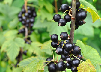 close-up of ripening organic black currant branch