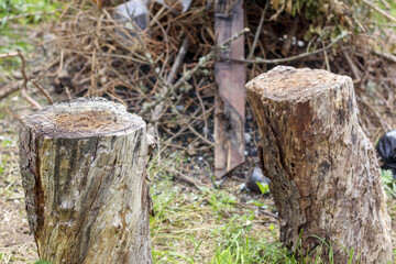 
two rotten stumps piles of branches