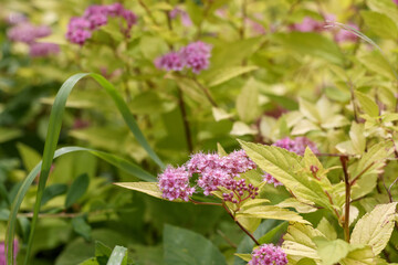 
A cluster of purple flowers in the garden