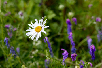 White flowers in a meadow field