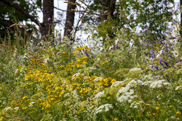 
different colored flowers in the meadow