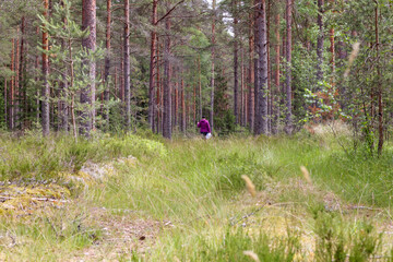 
mushroom picker in the forest with a bucket among large trees