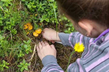 a person who collects mushrooms in the forest © Jorens