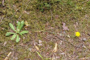 
tall and yellow dandelion flower in the forest