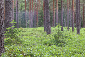 
small and young firs in the forest among big trees