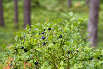 
wild blueberry bush in the forest with berries on them