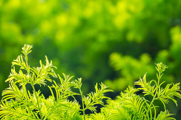 メタセコイヤの新芽