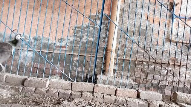 Young peafowl peahens bird, females of peacock, animal wildlife, paonne, pava real, pfauhenne, pavona, morni, closeup view video clip footages 
