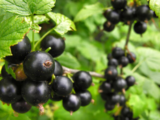 close-up of ripening organic black currant branch
