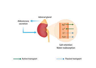 Adrenal gland. Aldosterone secretion. Water reabsorption and salt retention. Vector illustration